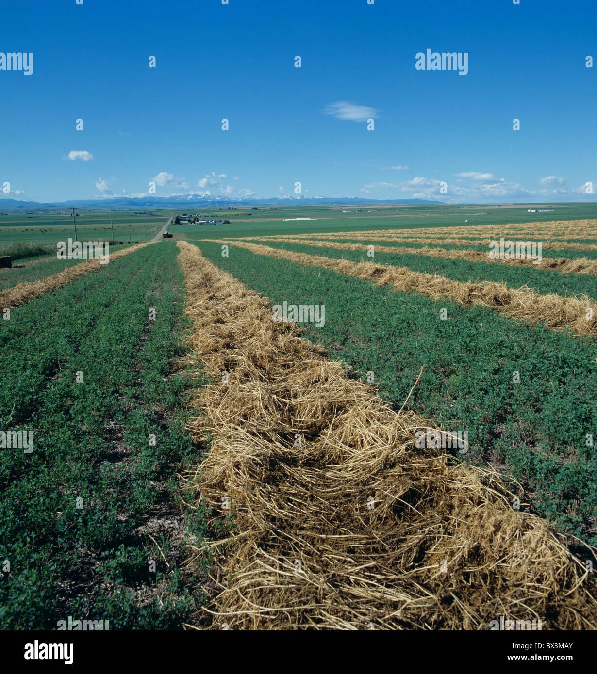 Geschnitten Sie Luzerne-Ernte mit Schwaden von Luzerne-Stroh, braun und abholbereit, Montana, USA Stockfoto