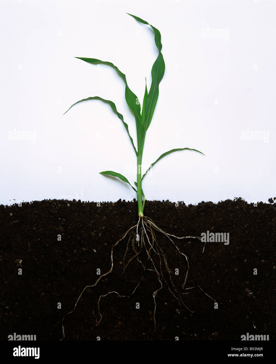 Junger Mais oder Mais ganze Pflanze mit Blättern und Wurzeln Stockfoto