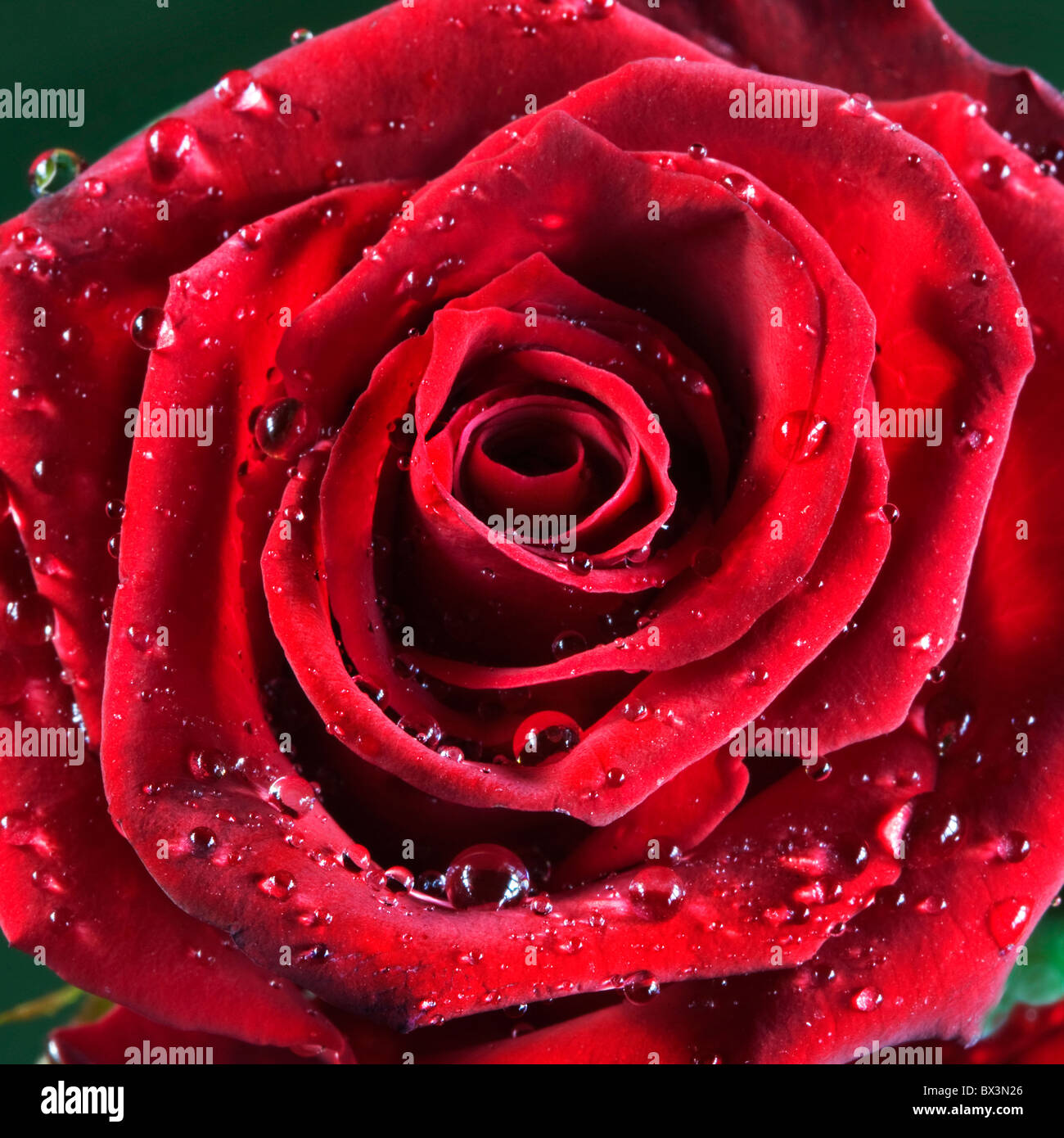 Rote rose in Wassertropfen bedeckt Stockfoto
