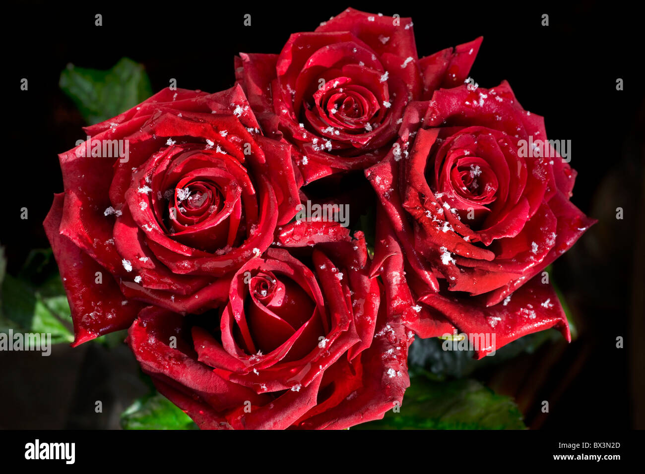 Strauß roter Rosen in Schneeflocken im Winter überdacht Stockfoto