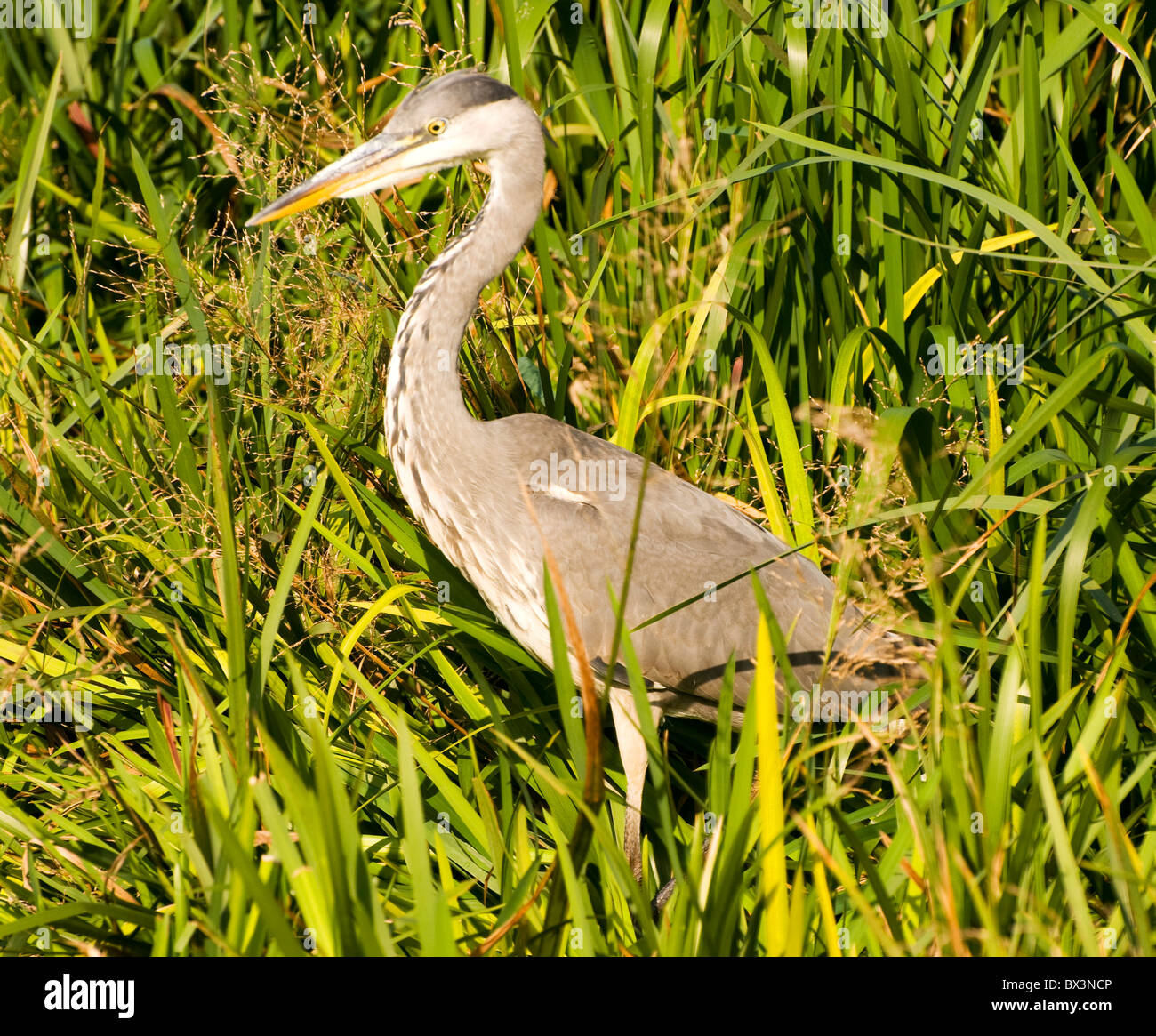 Cuckmere Haven Sussex Stockfoto