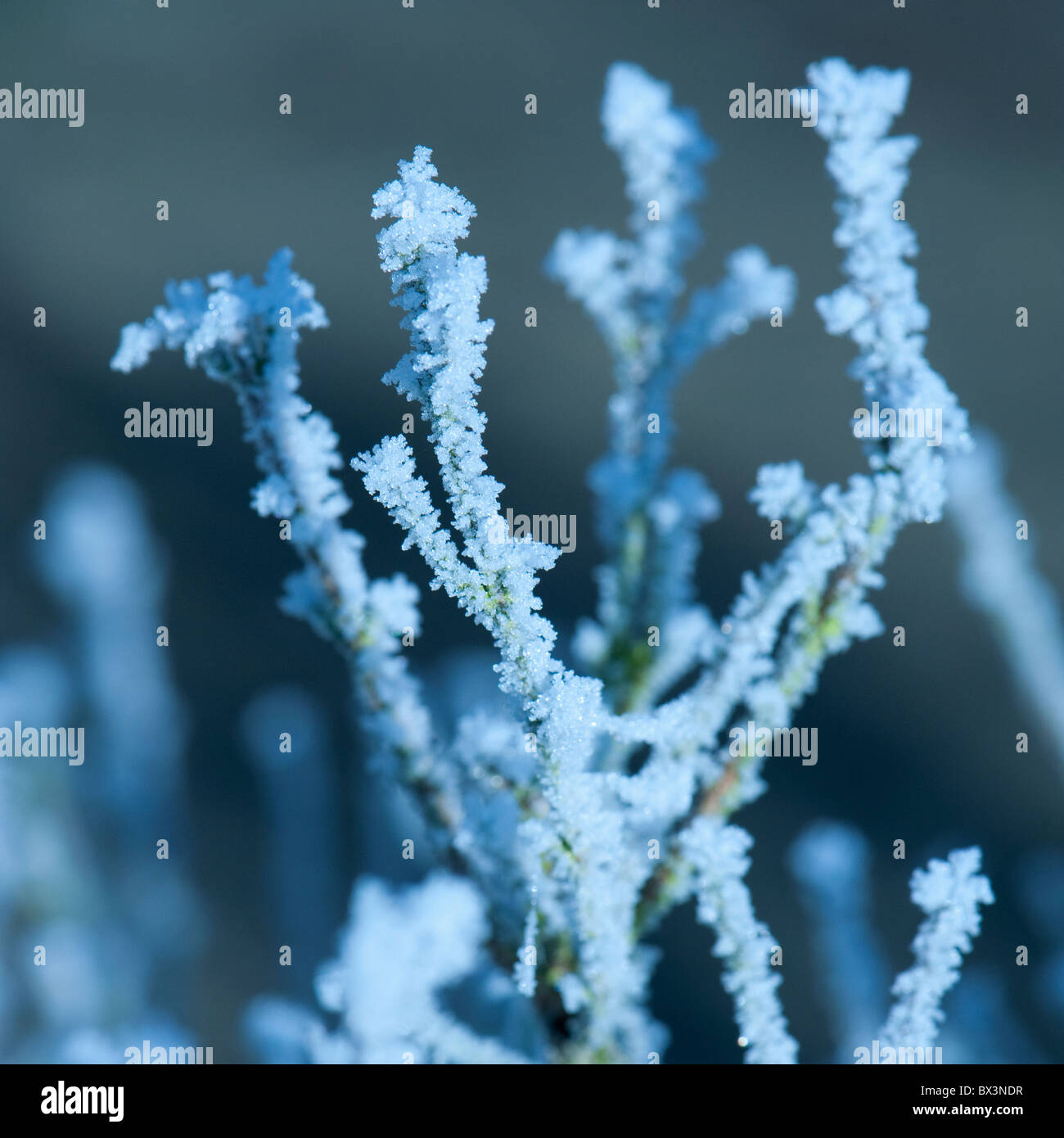 Garten Strauch in Frost bedeckt. Stockfoto