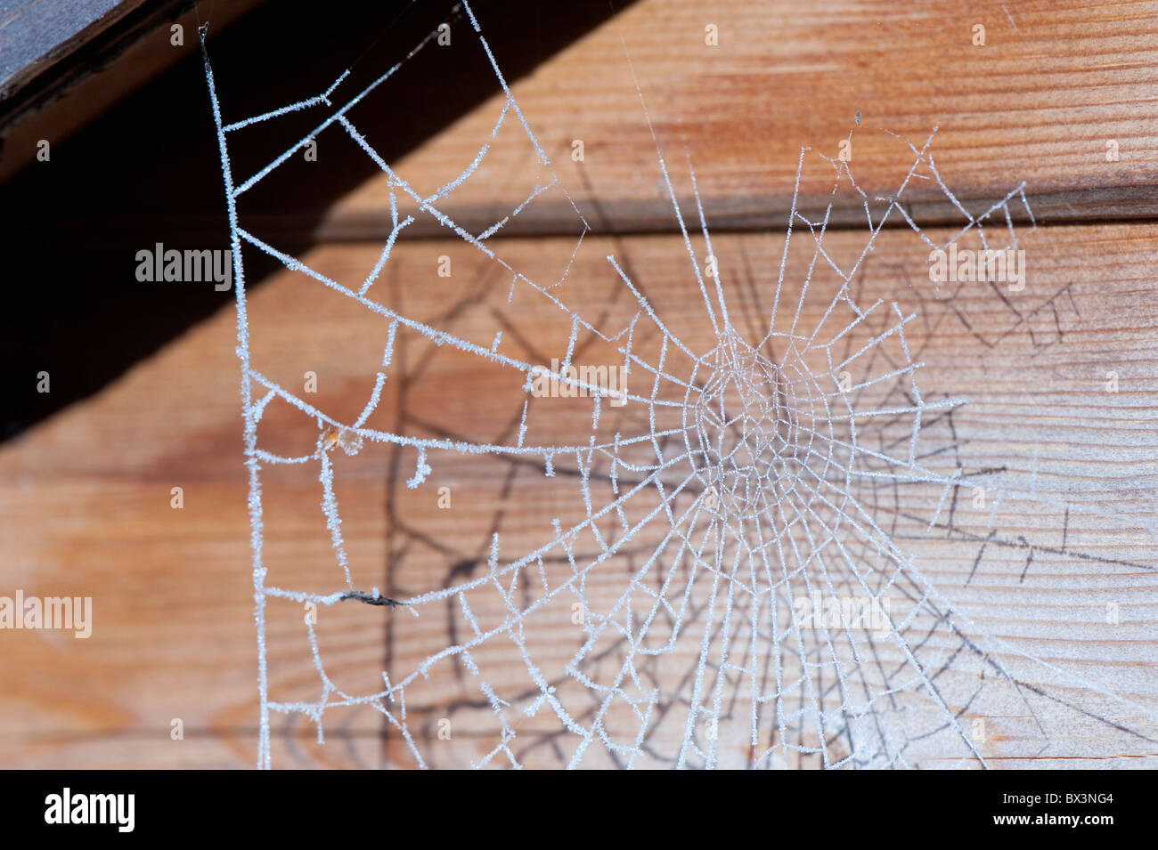 Spinnen-Netz hängt von der Decke ein Gartenhaus. Stockfoto