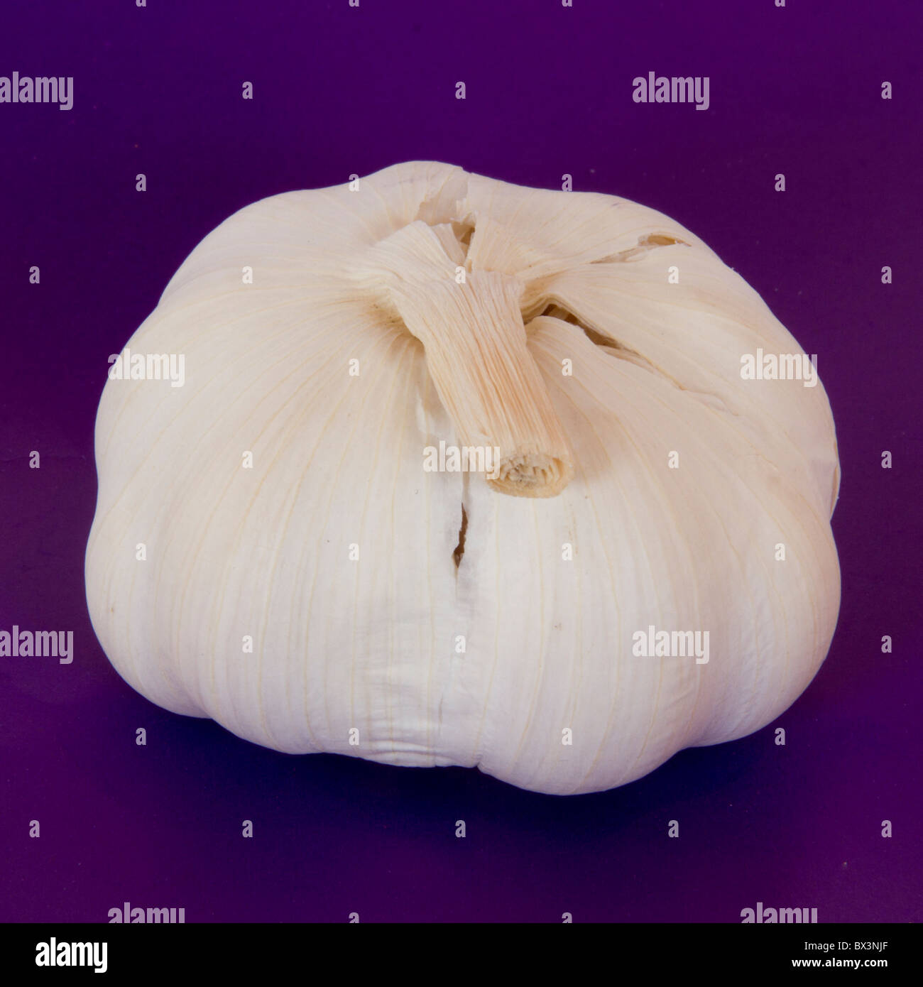 Zwiebel auf lila Hintergrund Stockfoto