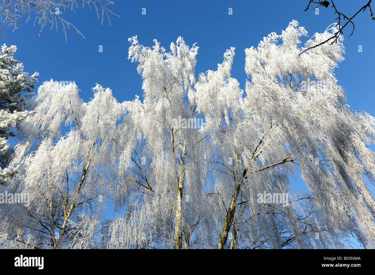 Winter-Raureif auf Birke Bäume Uk Stockfoto