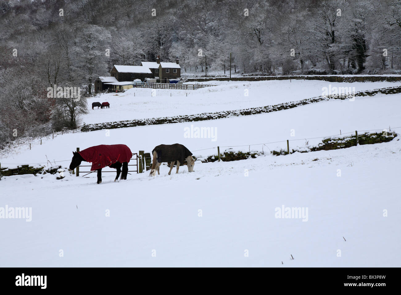 Pferde im tief verschneiten Felder, Honley, Holmfirth, West Yorkshire, England, UK. Stockfoto