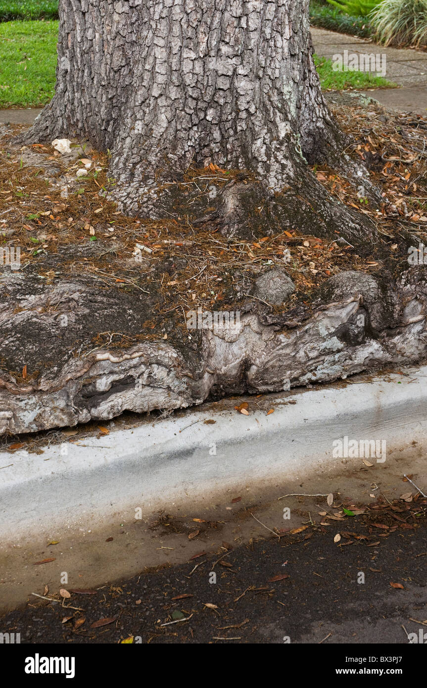 Frühling-Kunstfestival Gainesville Florida Wurzel städtischen Baum gebunden Stockfoto