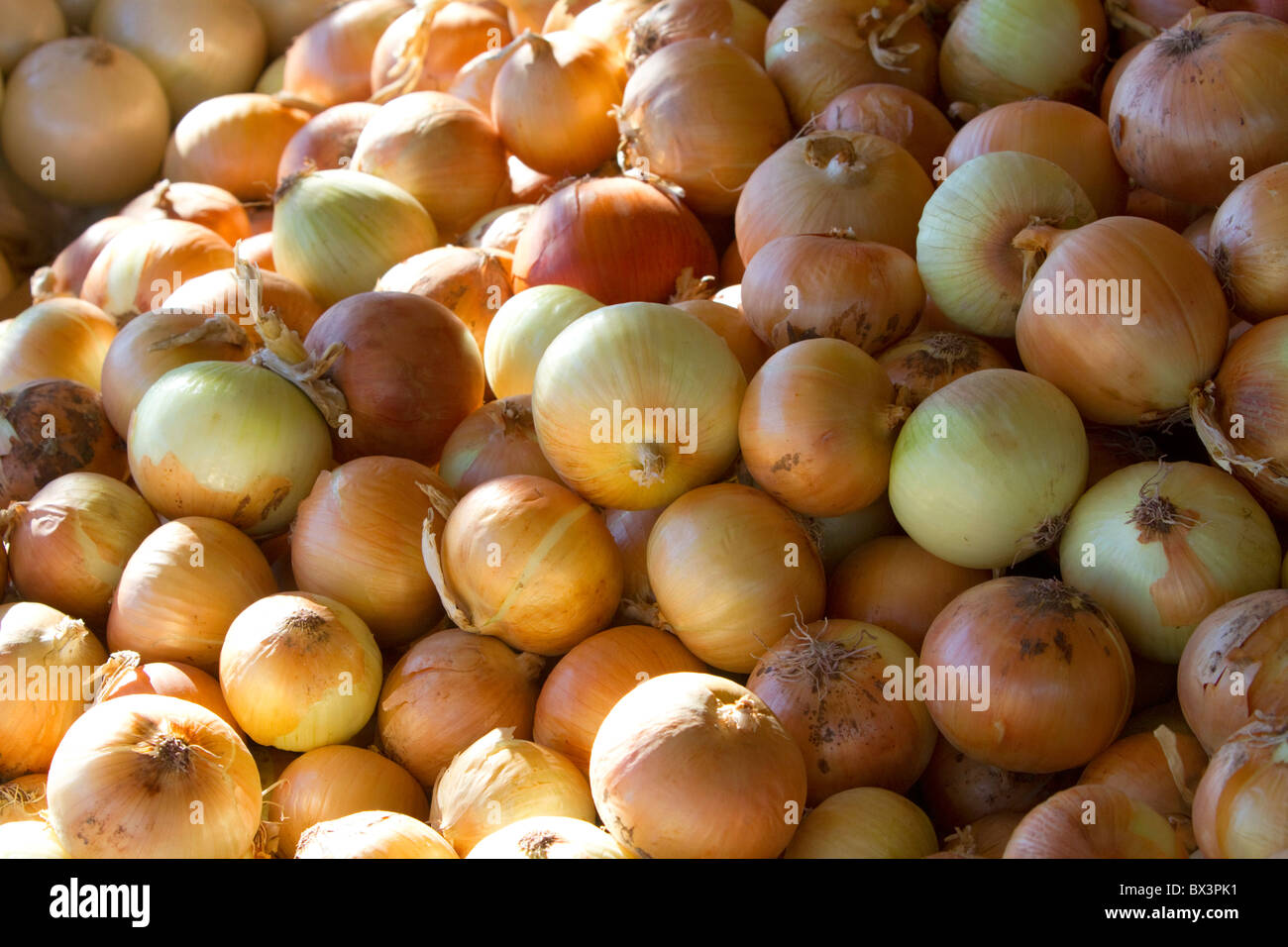 Gelbe Zwiebel Anzeige auf ein Outdoor-Bauernmarkt in Fruitland, Idaho, USA. Stockfoto