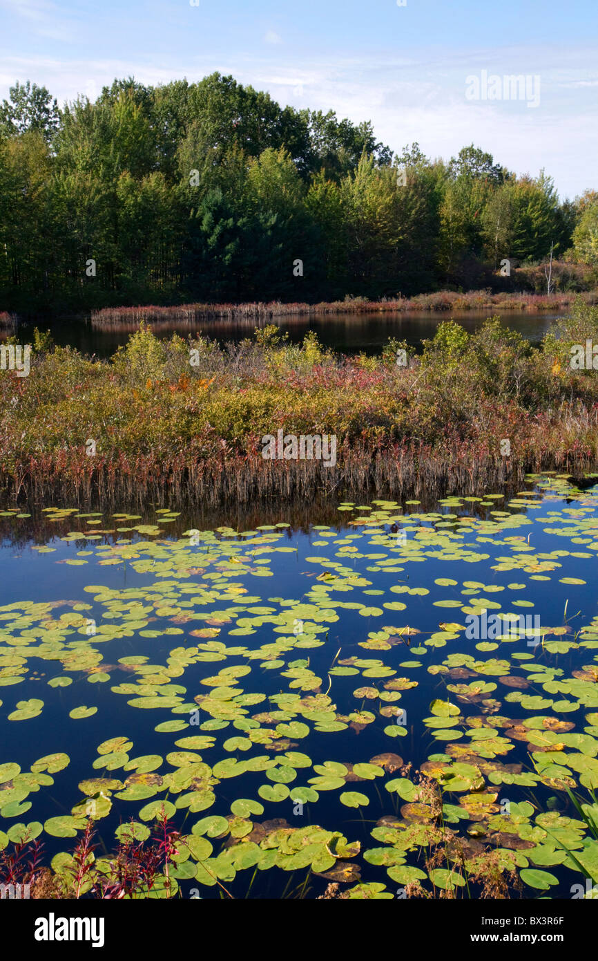 Feuchtgebiet mit Wasserpflanzen in der Nähe von Cadillac, Michigan, USA. Stockfoto
