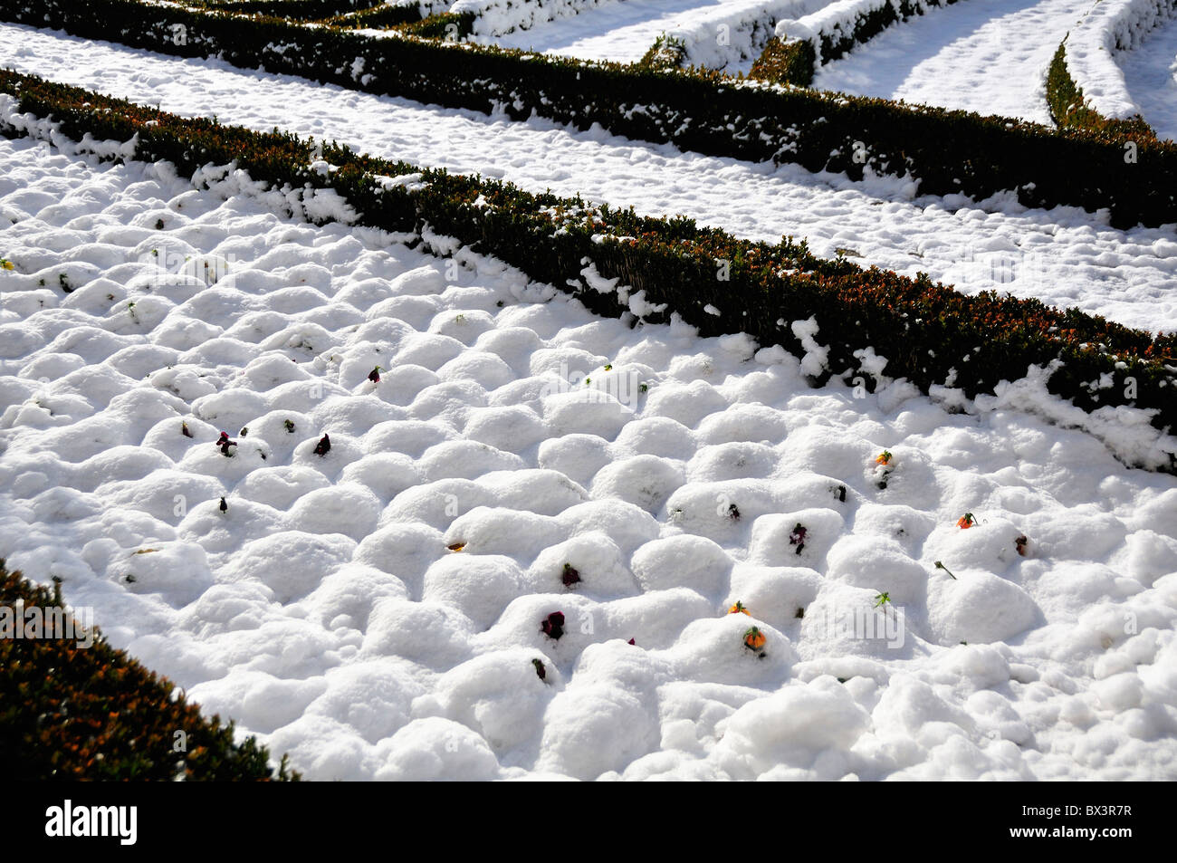 Blumen stossen durch Schnee in den Gärten von Schloss Mirabell, Salzburg, Österreich Stockfoto