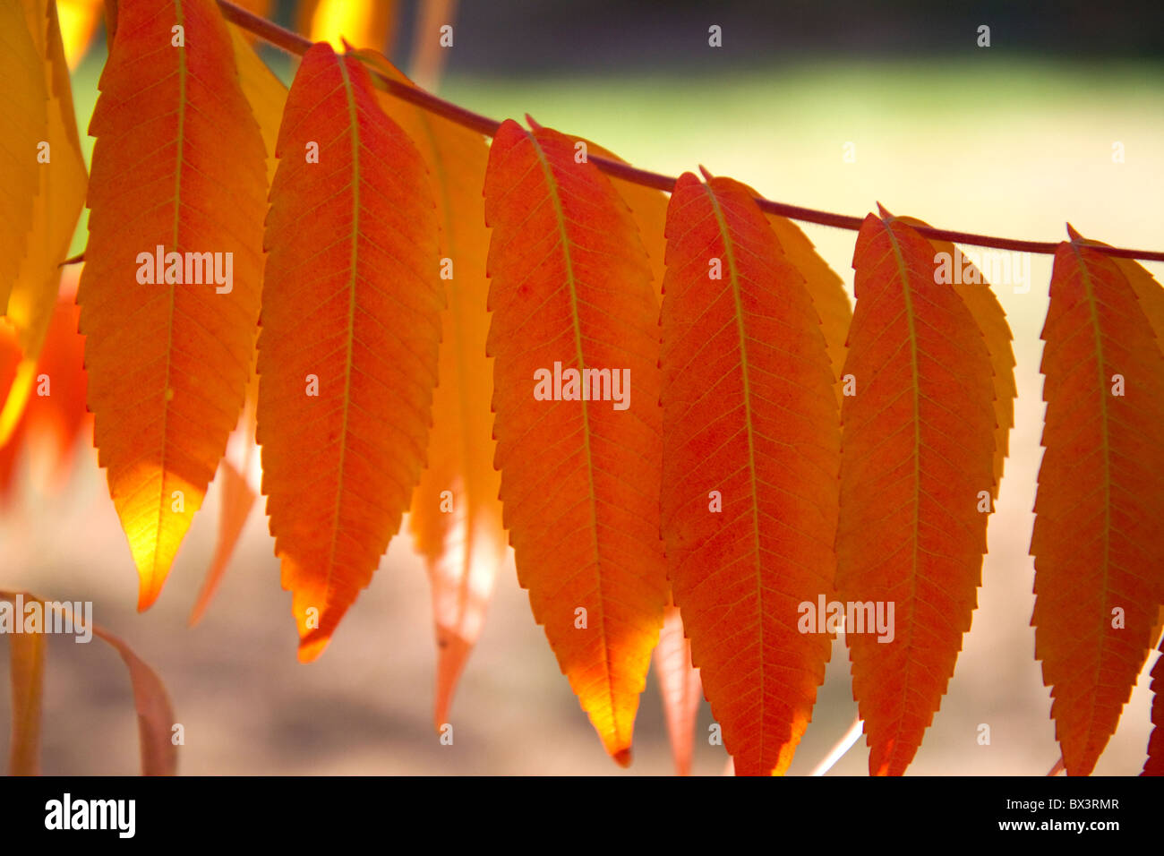 Bunte Sumach Blätter im Herbst. Stockfoto