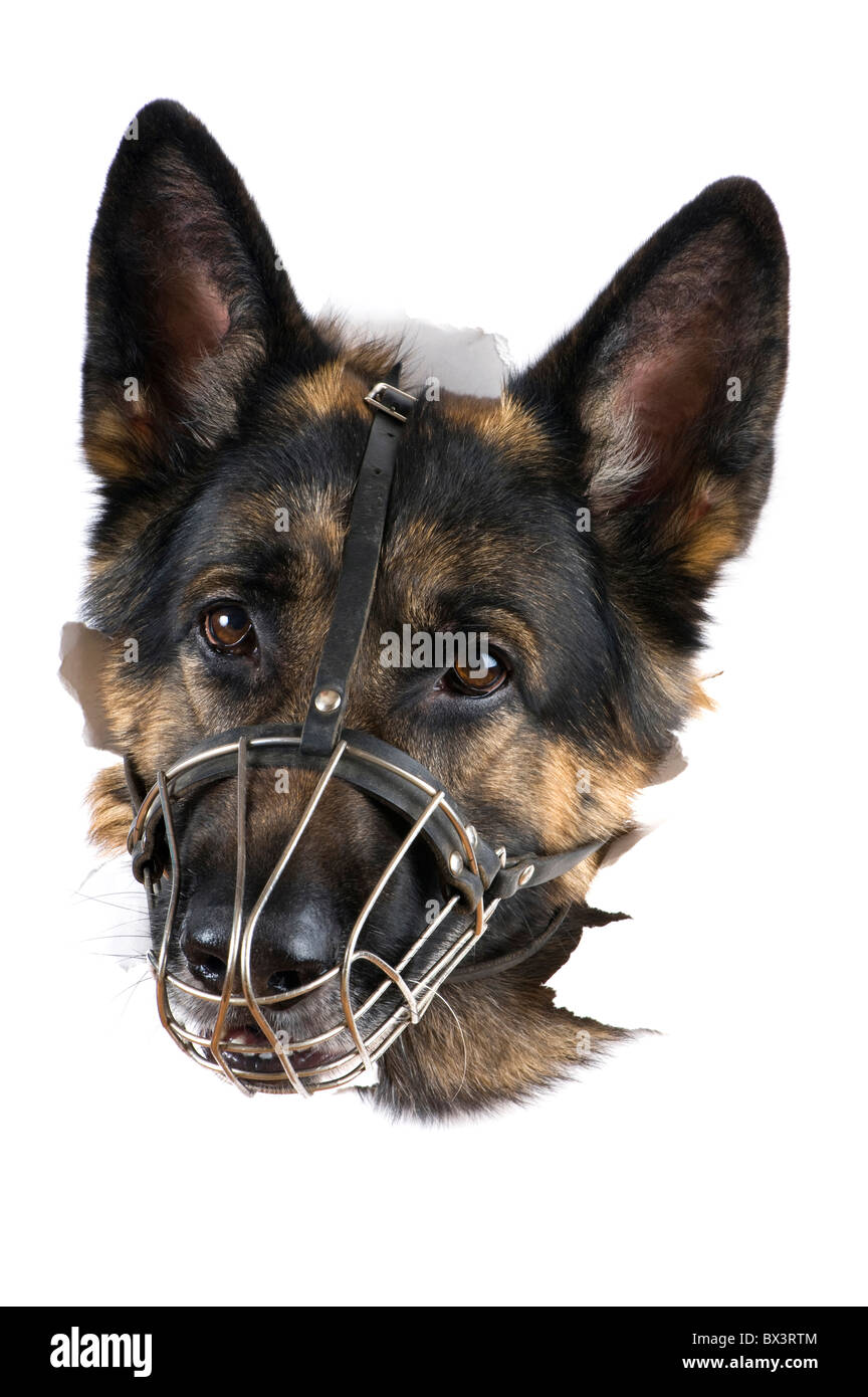 Objekt auf weiß - Maulkorb Hund hautnah Stockfoto