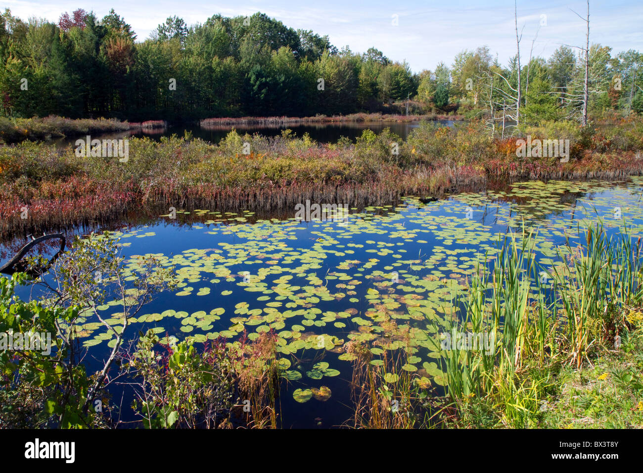 Feuchtgebiet mit Wasserpflanzen in der Nähe von Cadillac, Michigan, USA. Stockfoto