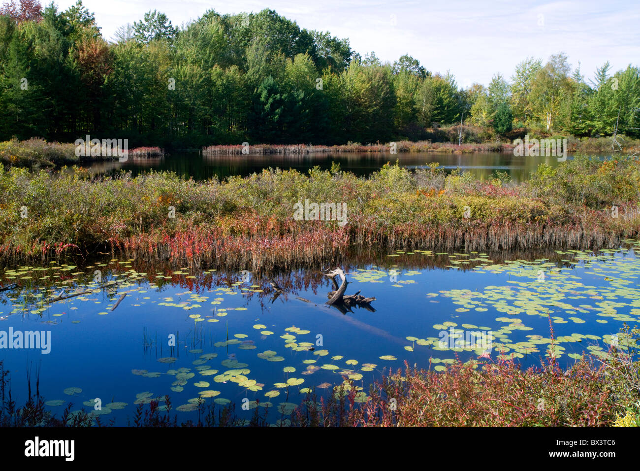Feuchtgebiet mit Wasserpflanzen in der Nähe von Cadillac, Michigan, USA. Stockfoto