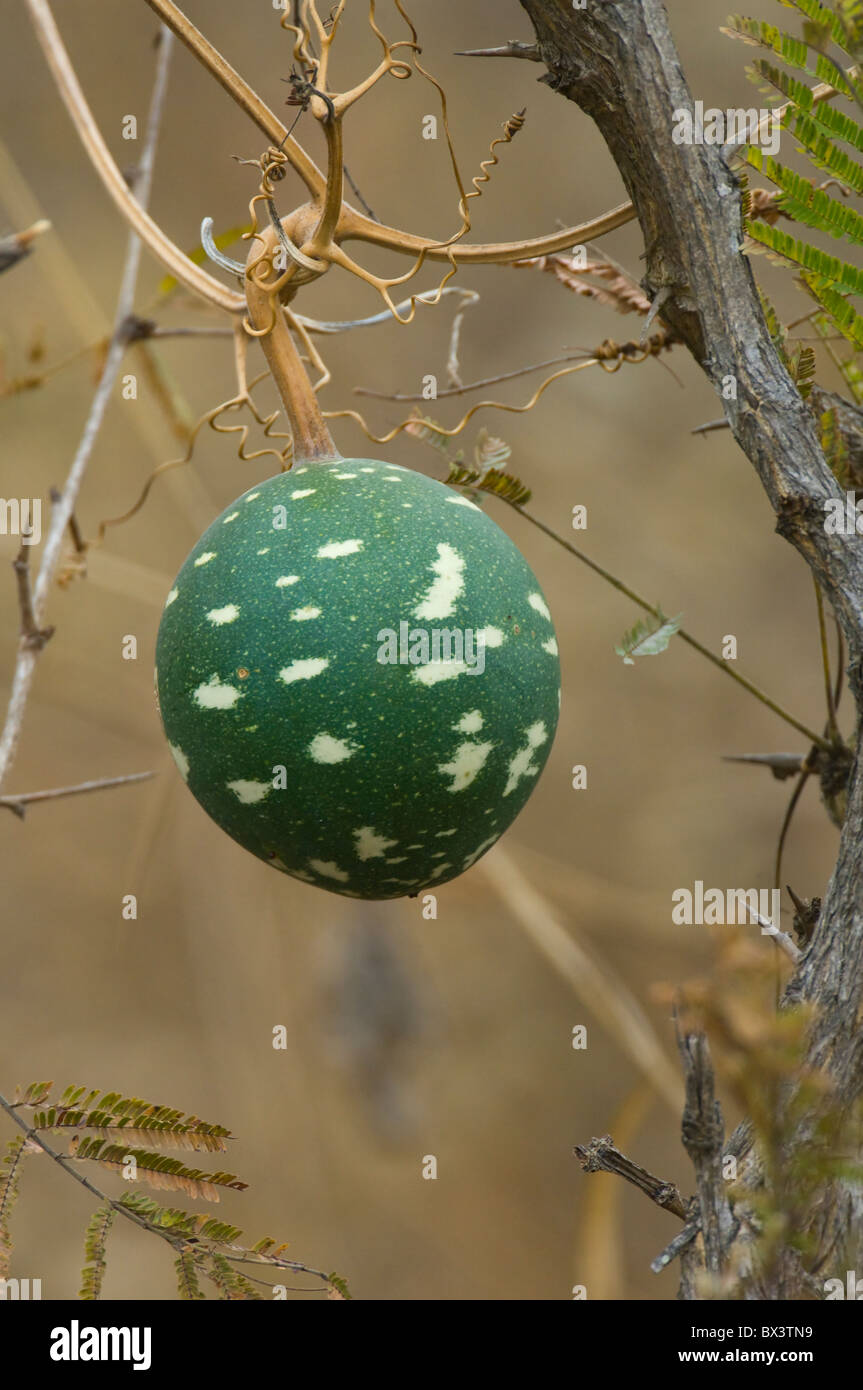 Wild Melon Kruger Nationalpark in Südafrika Stockfoto