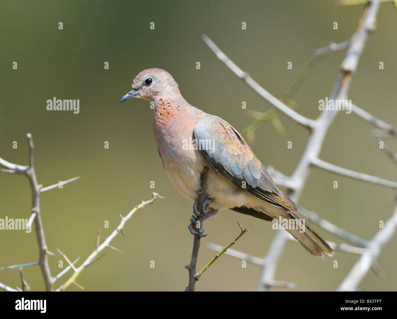 Lachend Taube Streptopelia Senegalensis Krüger Nationalpark in Südafrika Stockfoto