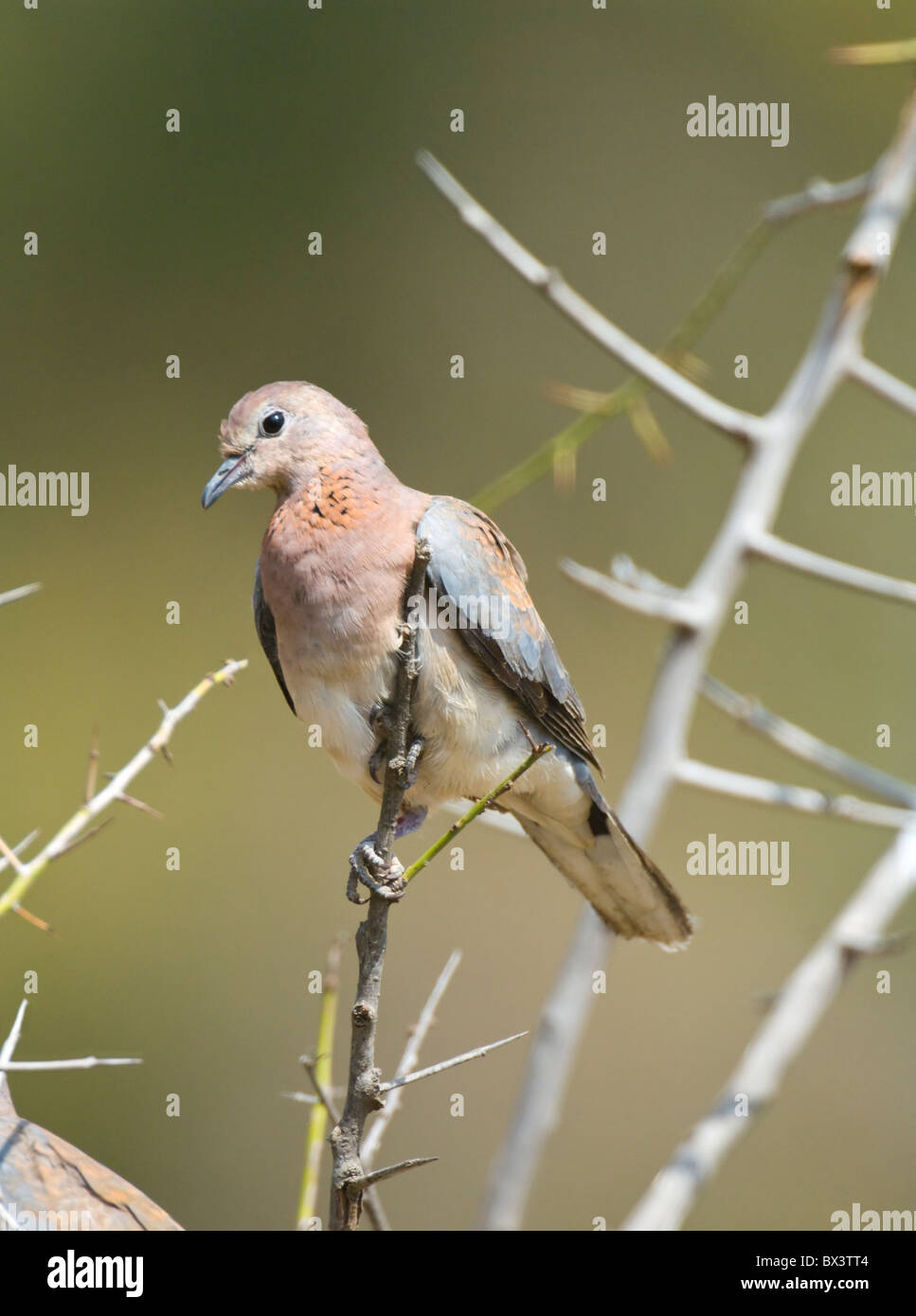 Lachend Taube Streptopelia Senegalensis Krüger Nationalpark in Südafrika Stockfoto