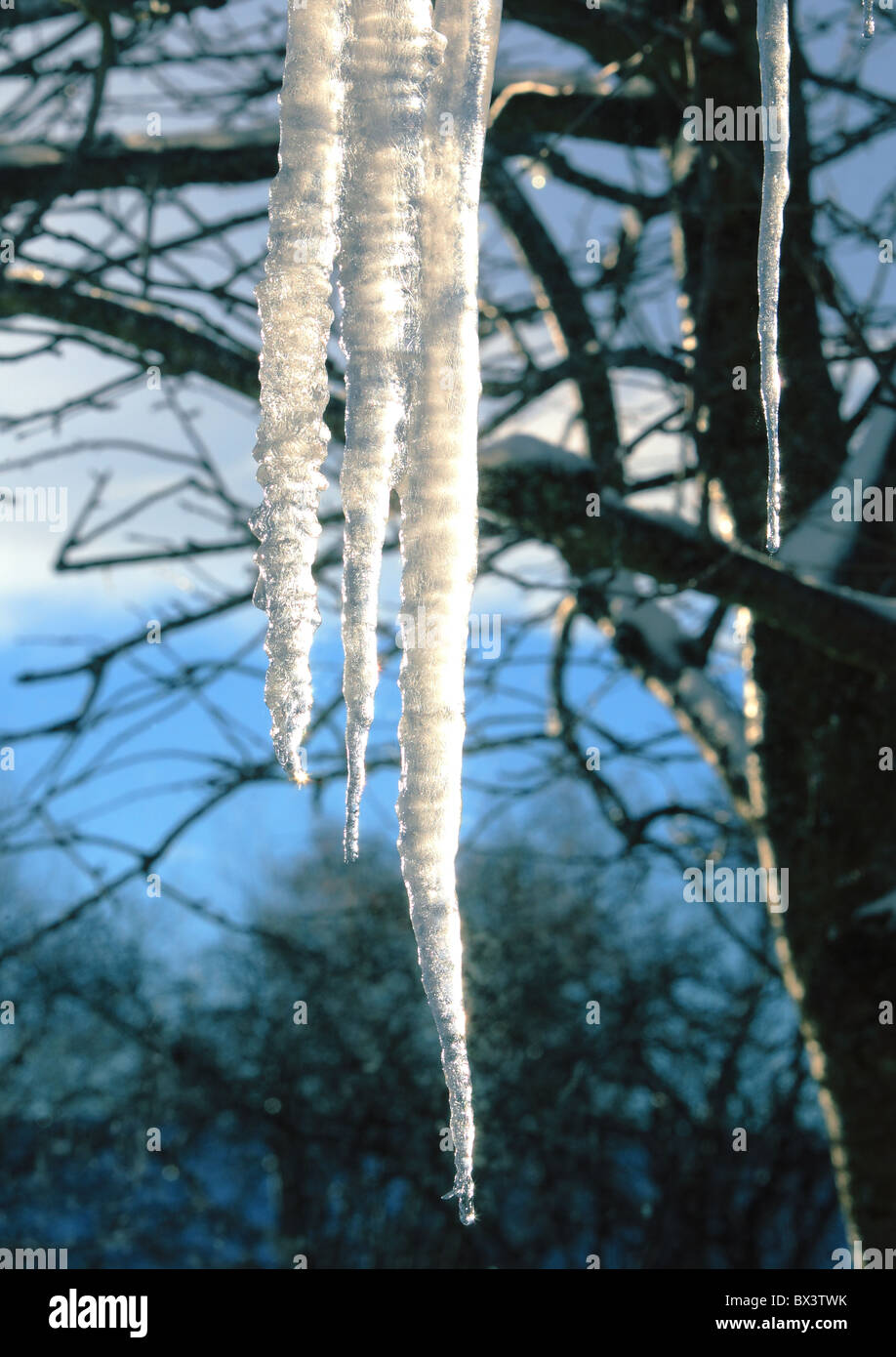 Eiszapfen hängen von Dach, vor Baum Stockfoto