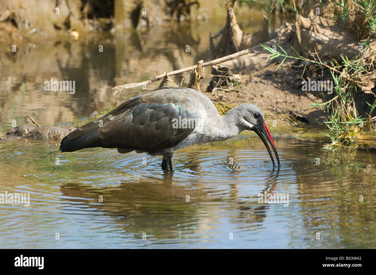 Hadeda Ibis Bostrychia Hagedash Krüger Nationalpark in Südafrika Stockfoto