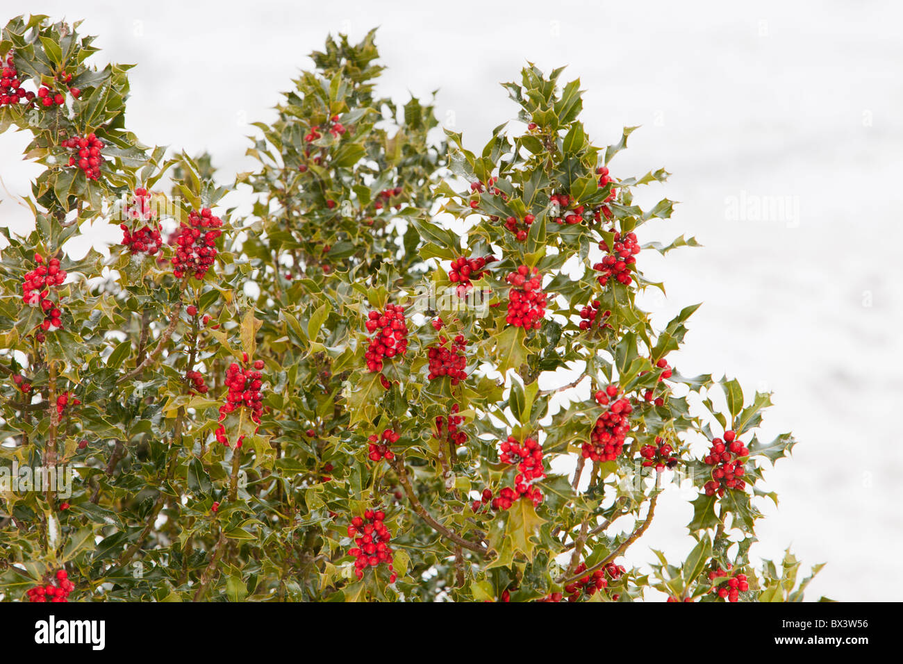 Holly Baum im Schnee bei Thirlmere, Lake District, Großbritannien. Stockfoto