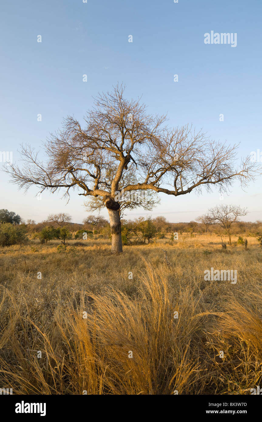 Punda Maria Krüger Nationalpark in Südafrika Stockfoto