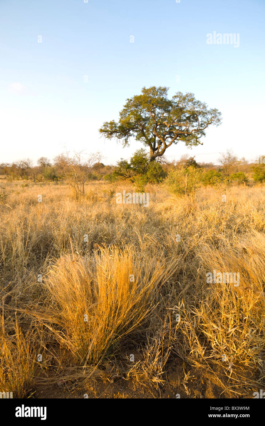 Punda Maria Krüger Nationalpark in Südafrika Stockfoto