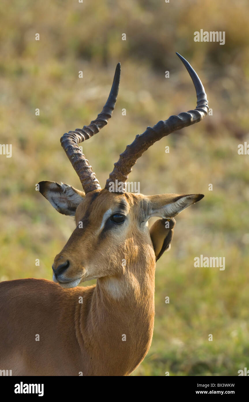 Männlichen Impala Aepyceros Melampus Krüger Nationalpark in Südafrika Stockfoto
