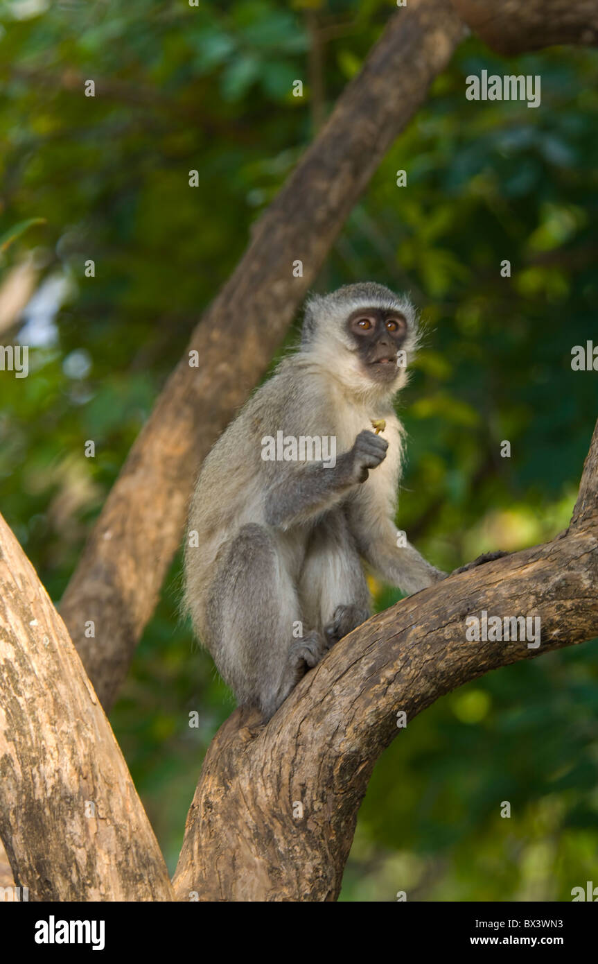 Vervet Affen Chlorocebus Pygerythrus Krüger Nationalpark in Südafrika Stockfoto