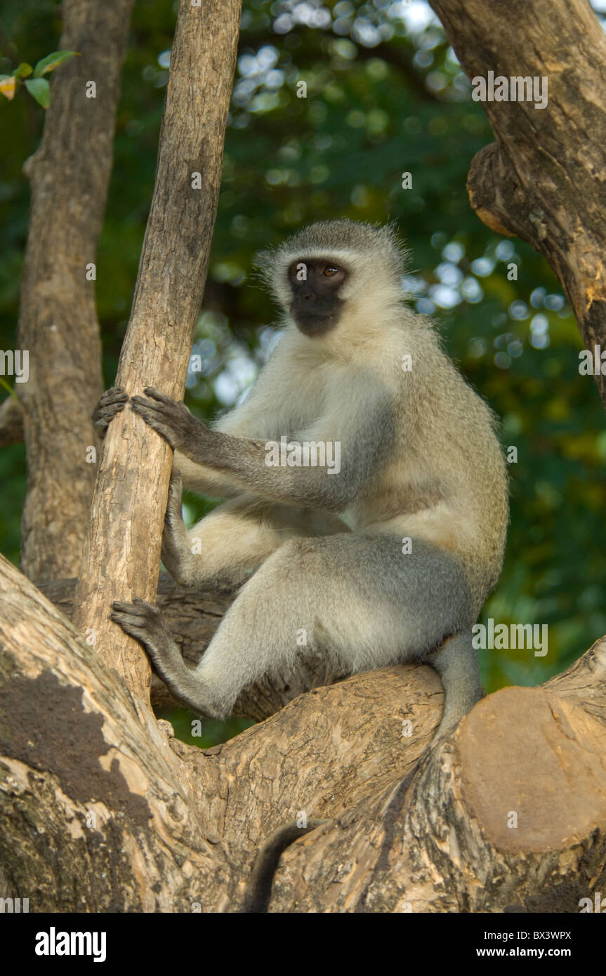Vervet Affen Chlorocebus Pygerythrus Krüger Nationalpark in Südafrika Stockfoto