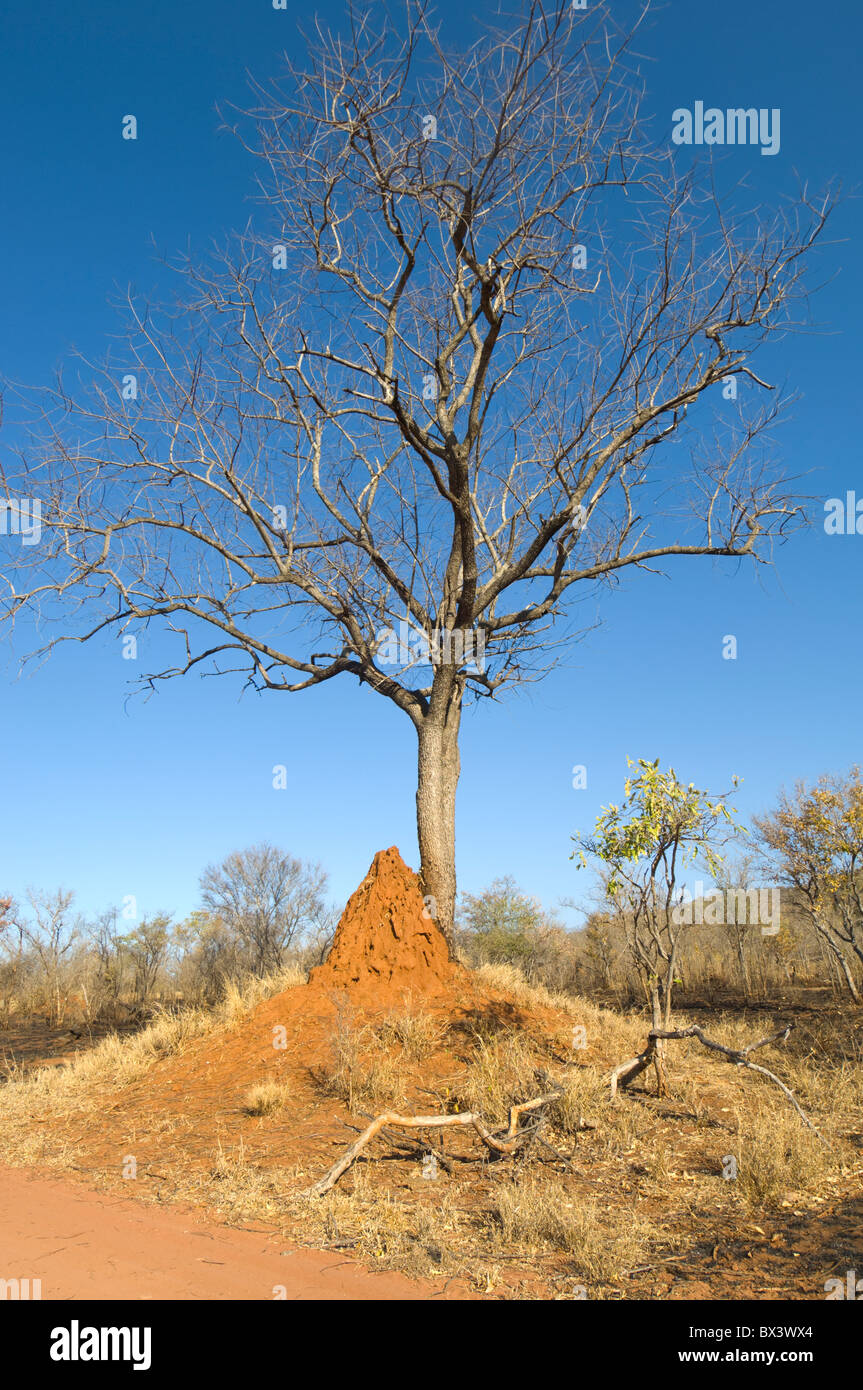 Punda Maria Bereich Kruger Nationalpark in Südafrika Stockfoto
