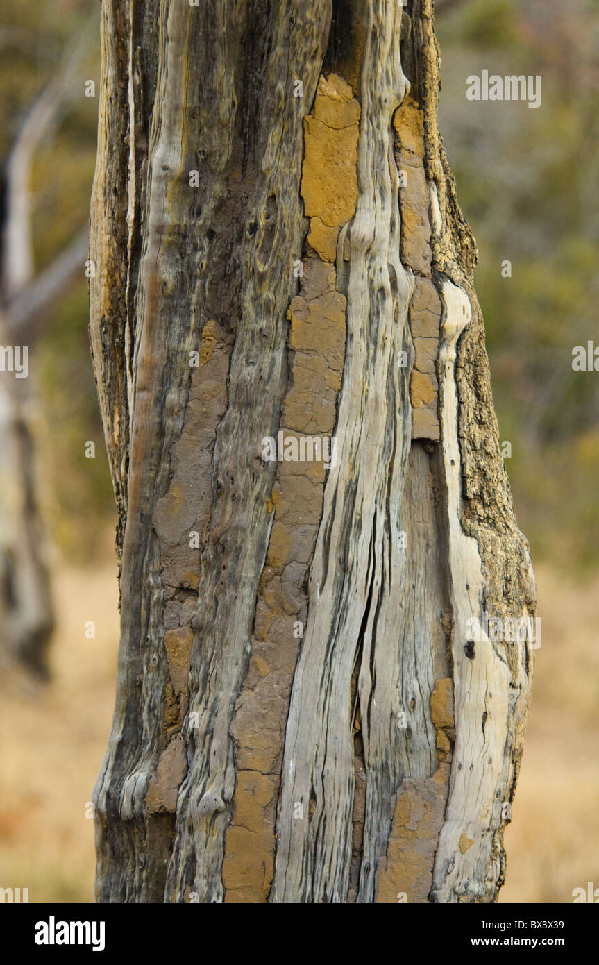 Baumstamm mit Schlamm Kruger Nationalpark in Südafrika Stockfoto
