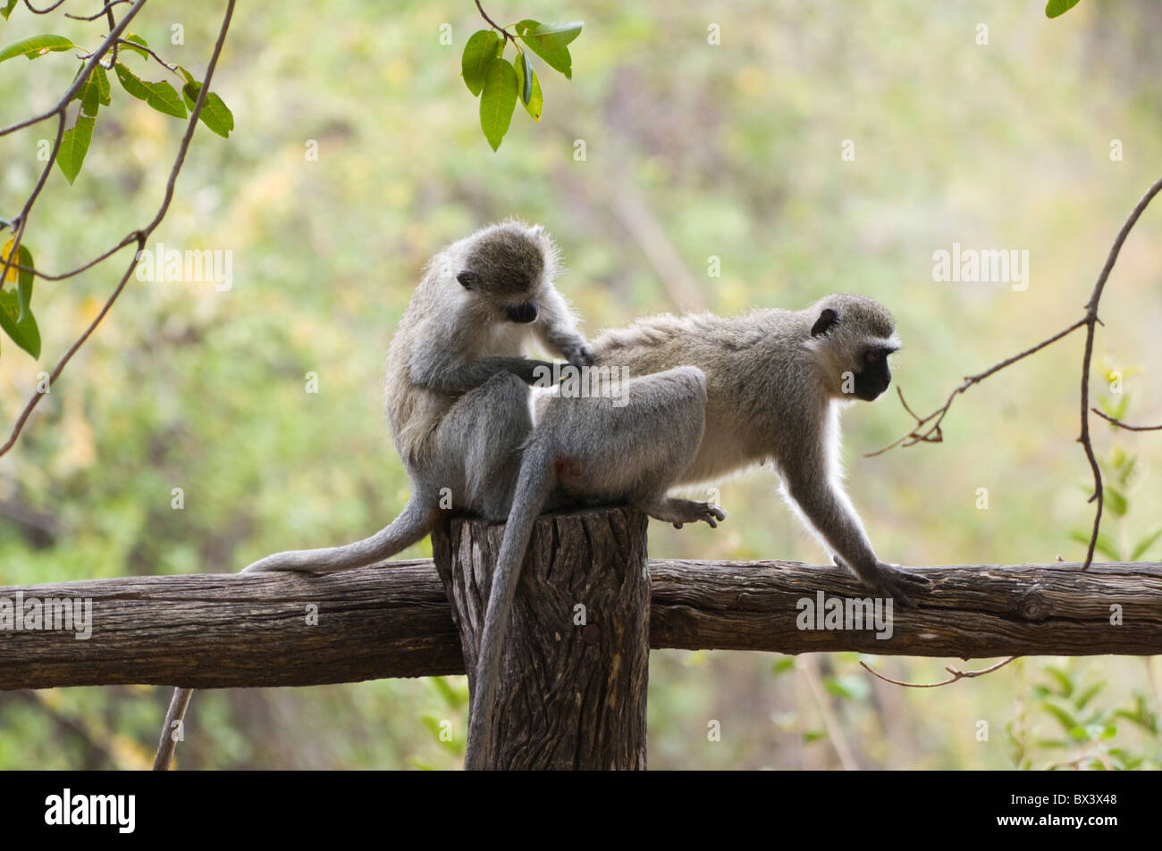 Vervet Affen Chlorocebus Pygerythrus Krüger Nationalpark in Südafrika Stockfoto