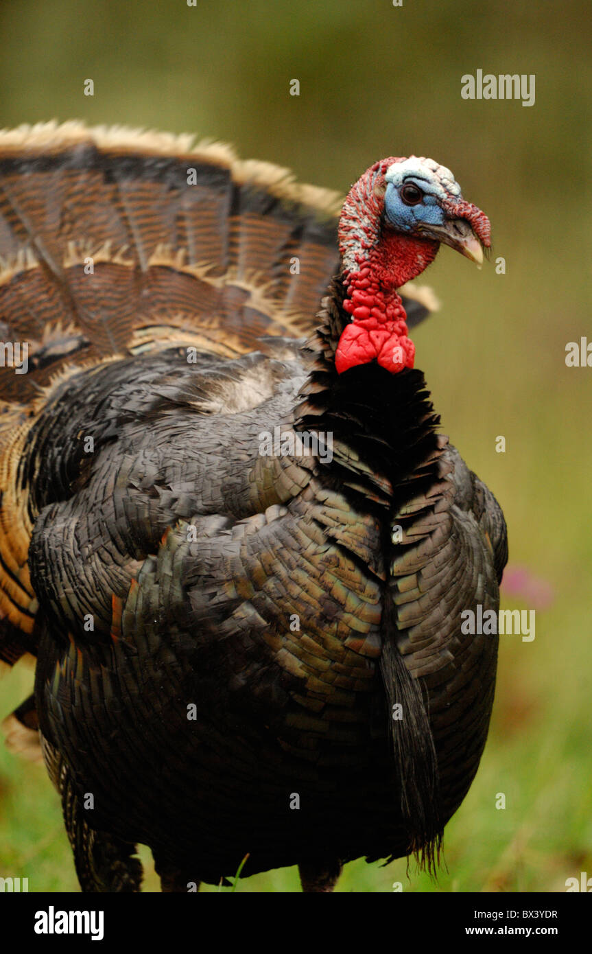 Wilder Truthahn (Meleagris Galopavo) Stockfoto
