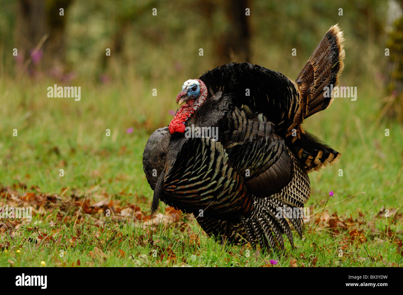 Wilder Truthahn (Meleagris Galopavo) Stockfoto