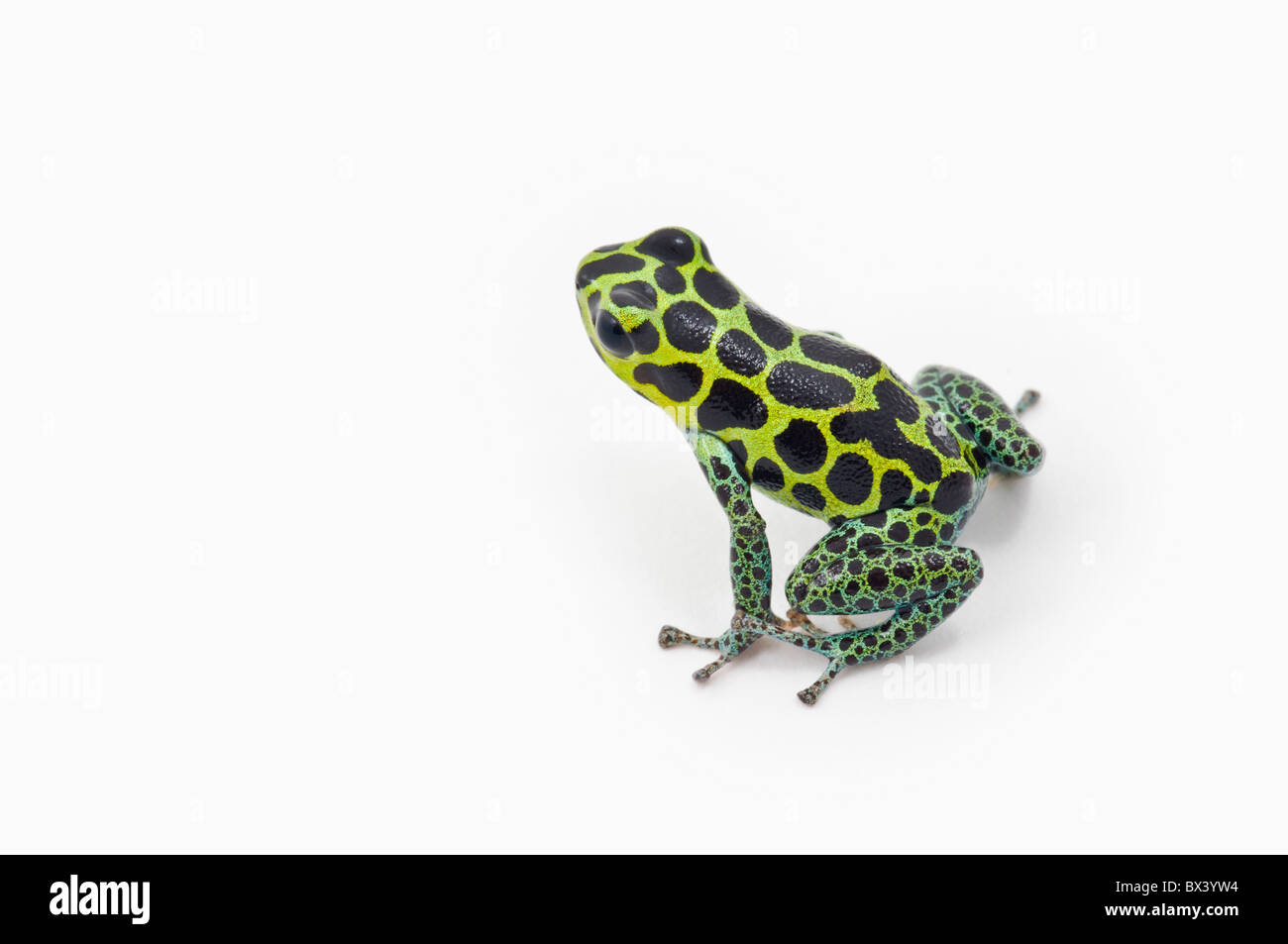 Black Spotted grün Pfeilgiftfrosch (Ranitomeya Imitator) Stockfoto