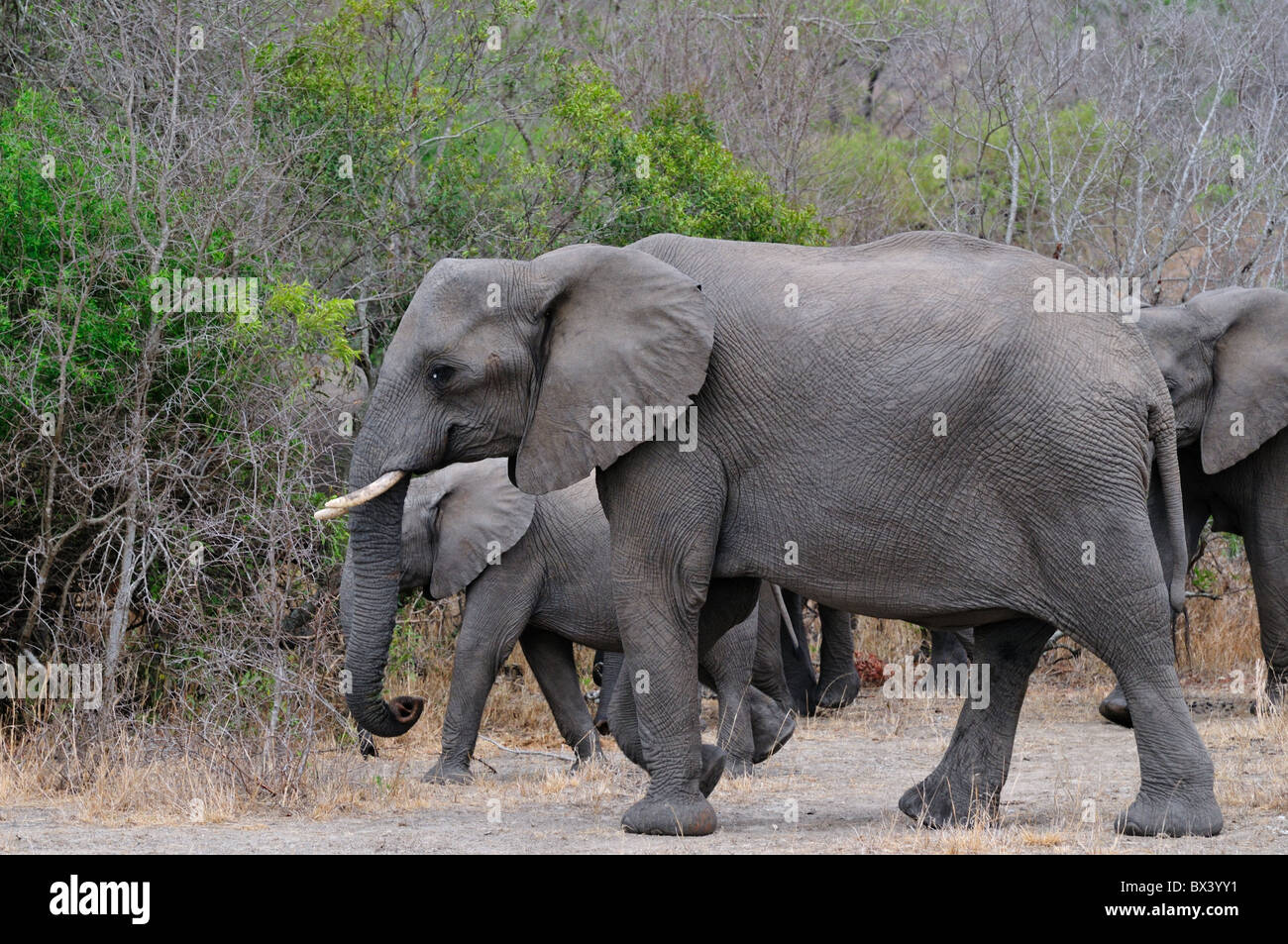 Eine Herde afrikanischer Elefanten. Kruger National Park, Südafrika. Stockfoto