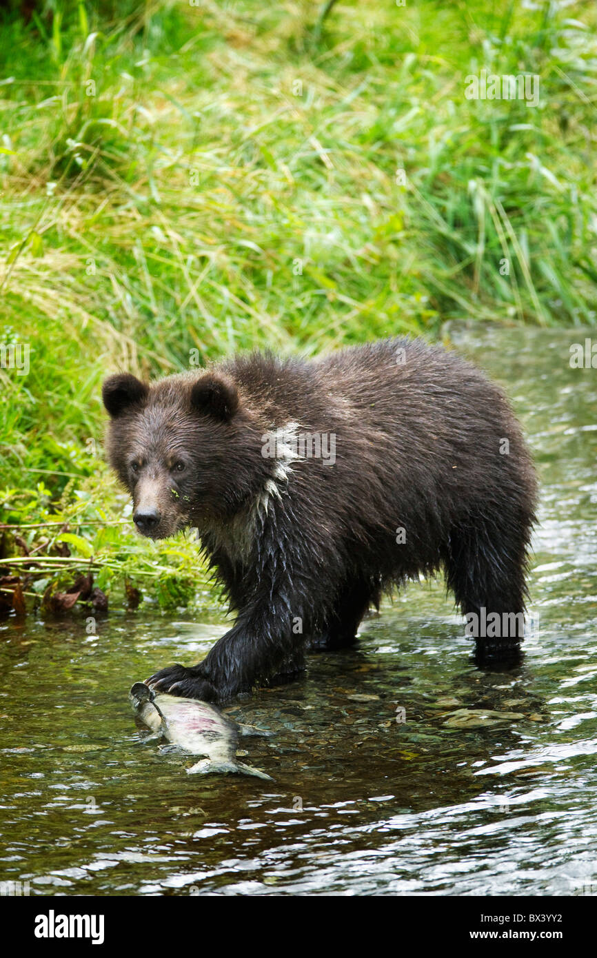 Grizzly Cub Fang von Fischen In Fish Creek; Hyder, Alaska, Vereinigte Staaten von Amerika Stockfoto