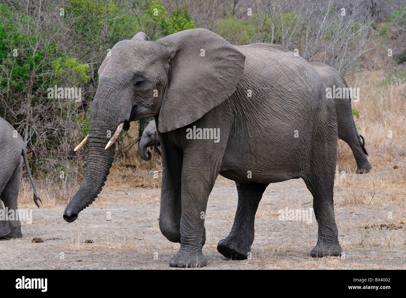 Einen Erwachsenen afrikanischen Elefanten. Kruger National Park, Südafrika. Stockfoto