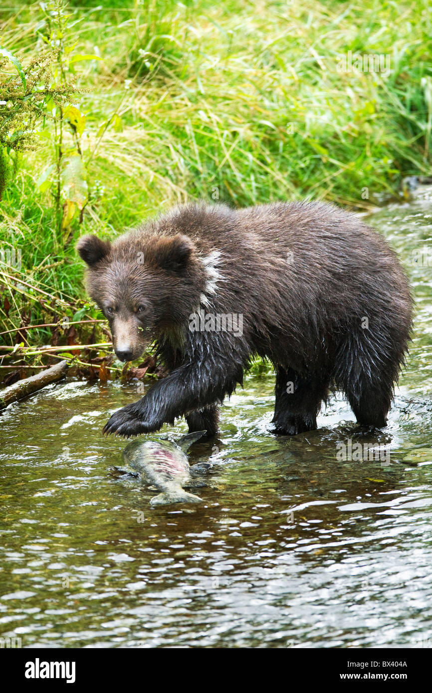 Grizzly Cub Fang von Fischen In Fish Creek; Hyder, Alaska, Vereinigte Staaten von Amerika Stockfoto