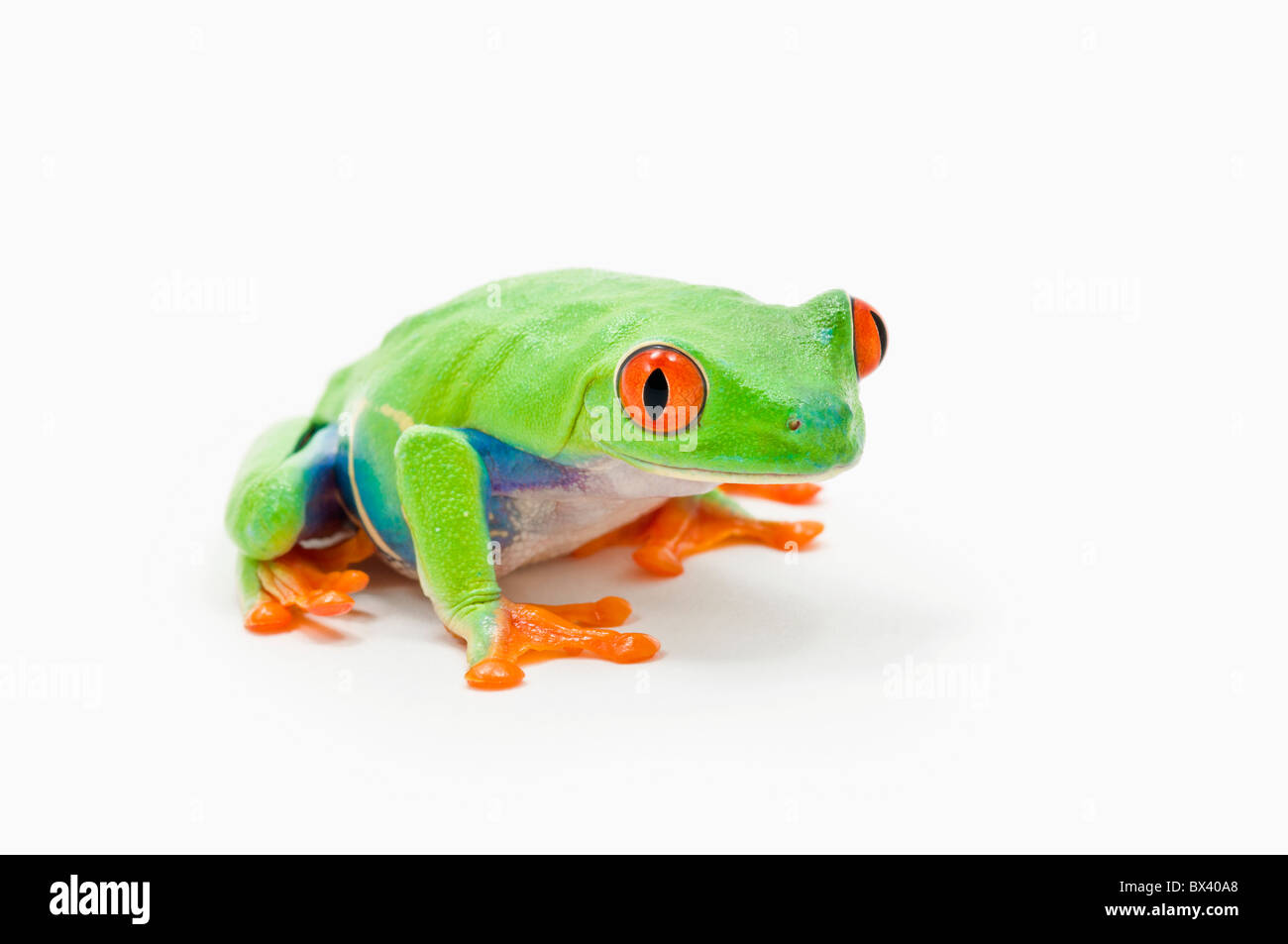 Rotäugigen Baumfrosch (Agalychnis Callidryas) Stockfoto