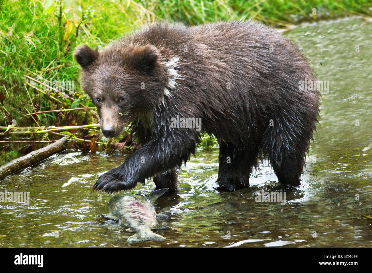 Grizzly Cub Fang von Fischen In Fish Creek; Hyder, Alaska, Vereinigte Staaten von Amerika Stockfoto