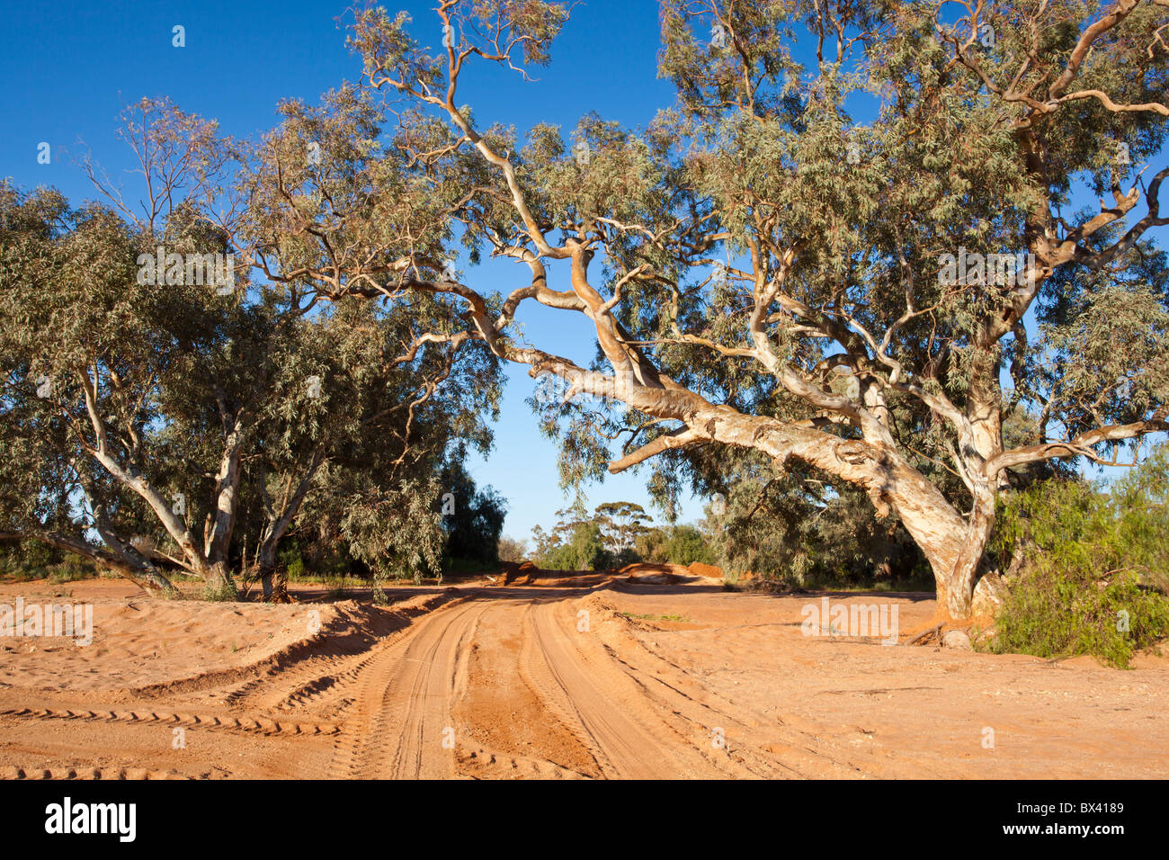 Fluss rot Zahnfleisch und einem sandigen verfolgen über ein ausgetrocknetes Flussbett in Silverton, in der Nähe von Broken Hill, New South Wales Stockfoto