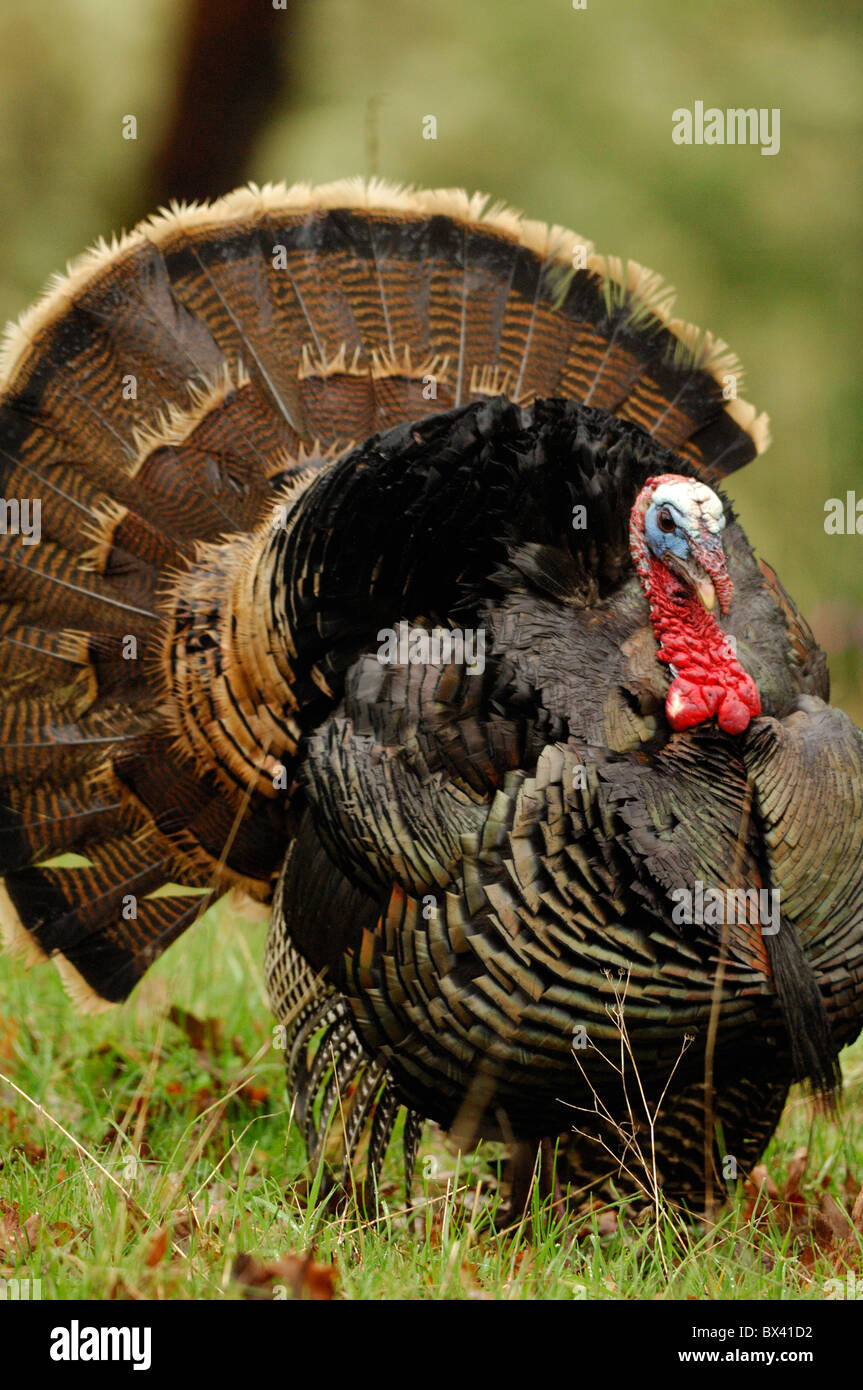 Wilder Truthahn (Meleagris Galopavo) Stockfoto