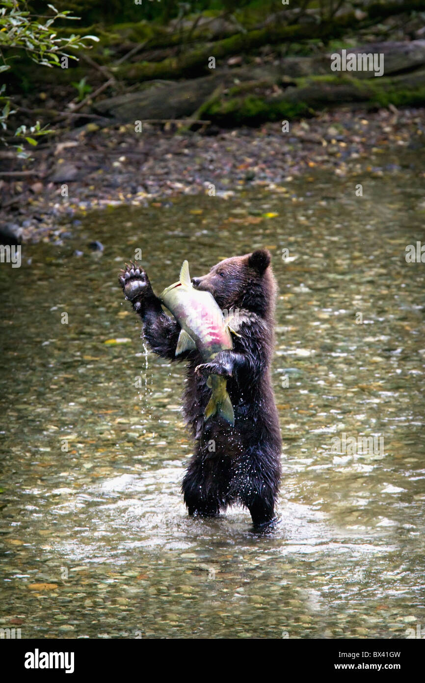 Grizzly Bear Cub stehend auf seinen Hinterbeinen einen Chum Lachs zu fangen; Hyder, Alaska, Vereinigte Staaten von Amerika Stockfoto