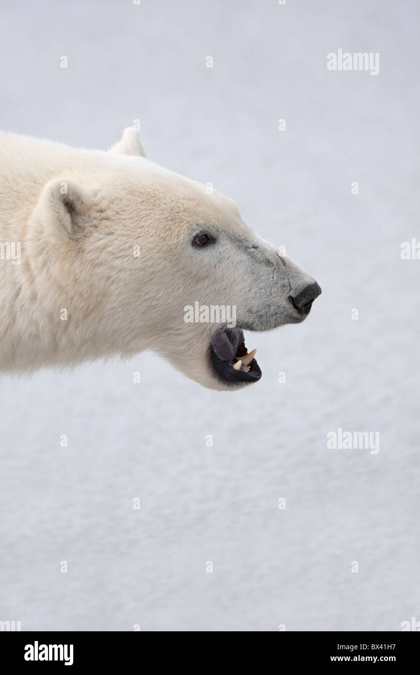 Eisbär (Ursus Maritimus) mit seiner heftigen Mund offen und bereit zum Angriff; Churchill, Manitoba, Kanada Stockfoto