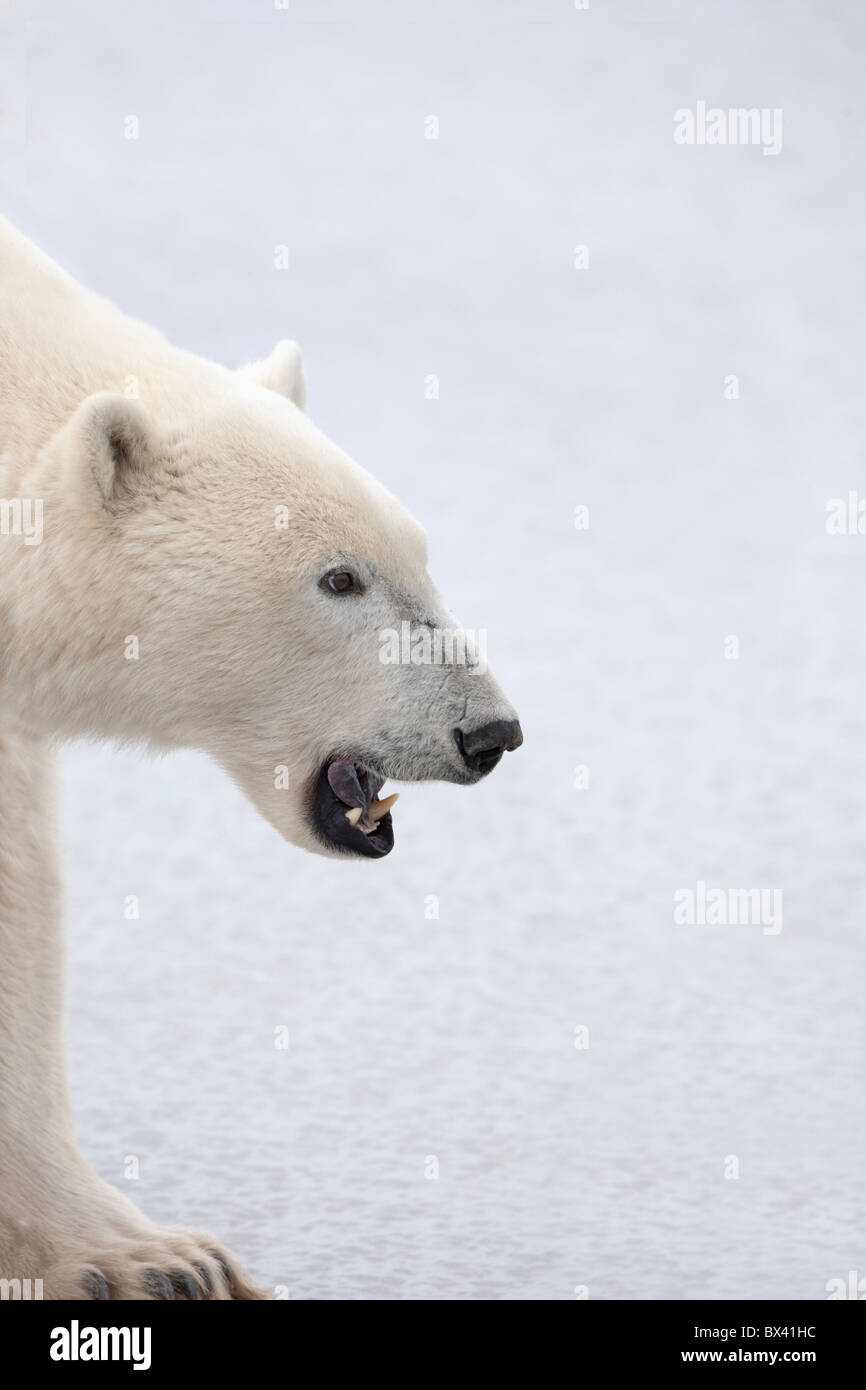 Eisbär (Ursus Maritimus) mit seiner heftigen Mund offen und bereit zum Angriff; Churchill, Manitoba, Kanada Stockfoto