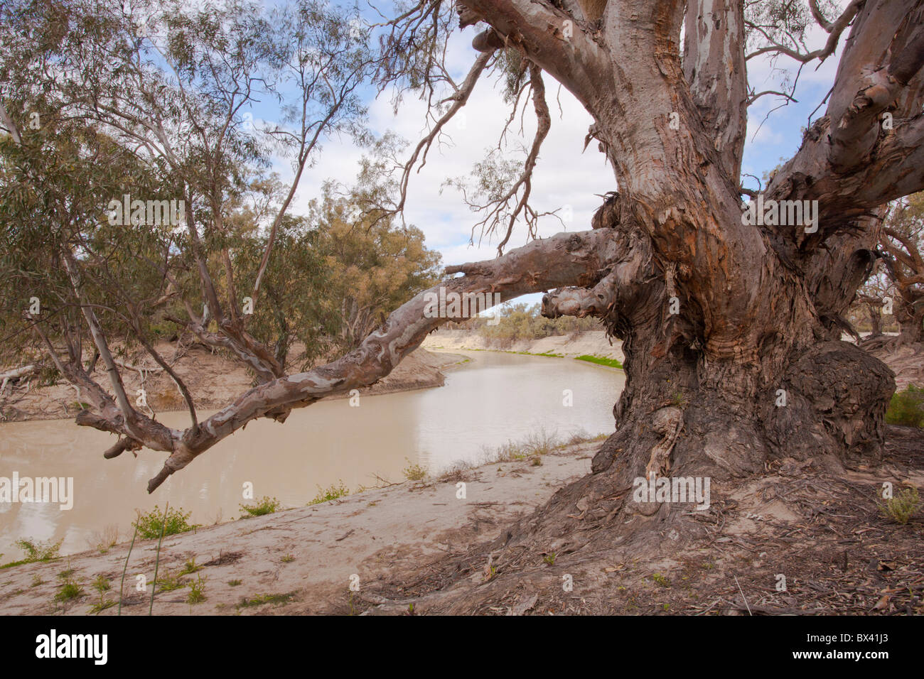 Einen alten, knorrigen River Red Gum an den Ufern der Darling River, Kinchega Nationalpark, Menindee, Broken Hill, New South Wales Stockfoto