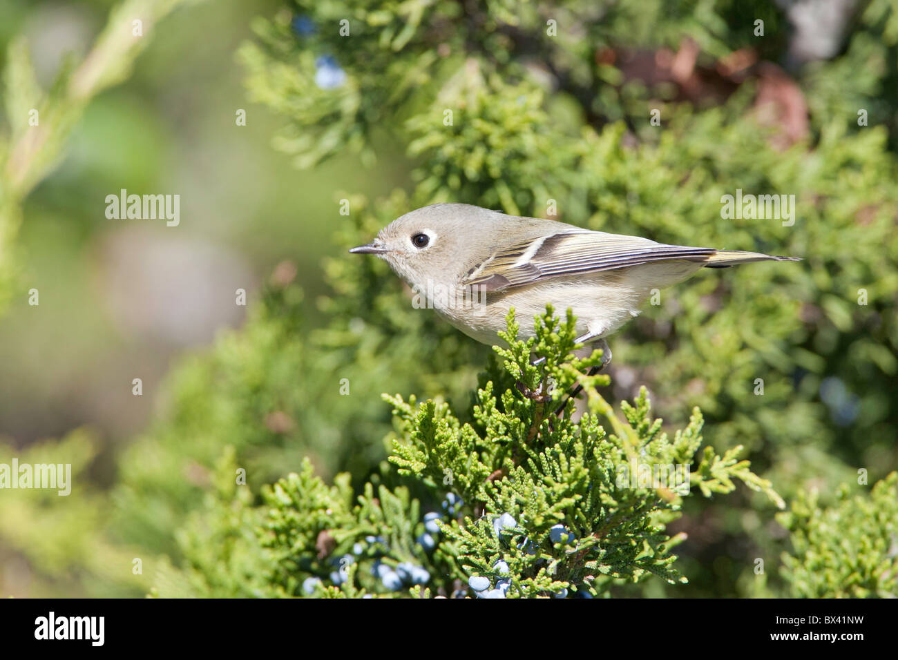 Rubin-gekrönter Goldhähnchen in Wacholder Stockfoto