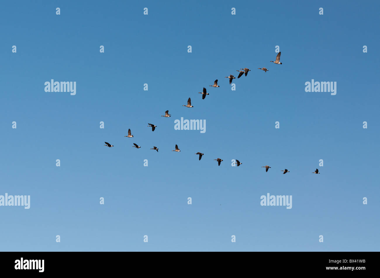 Eine Herde von Kanadagans (Branta Canadensis) fliegt in V-Formation. Stockfoto