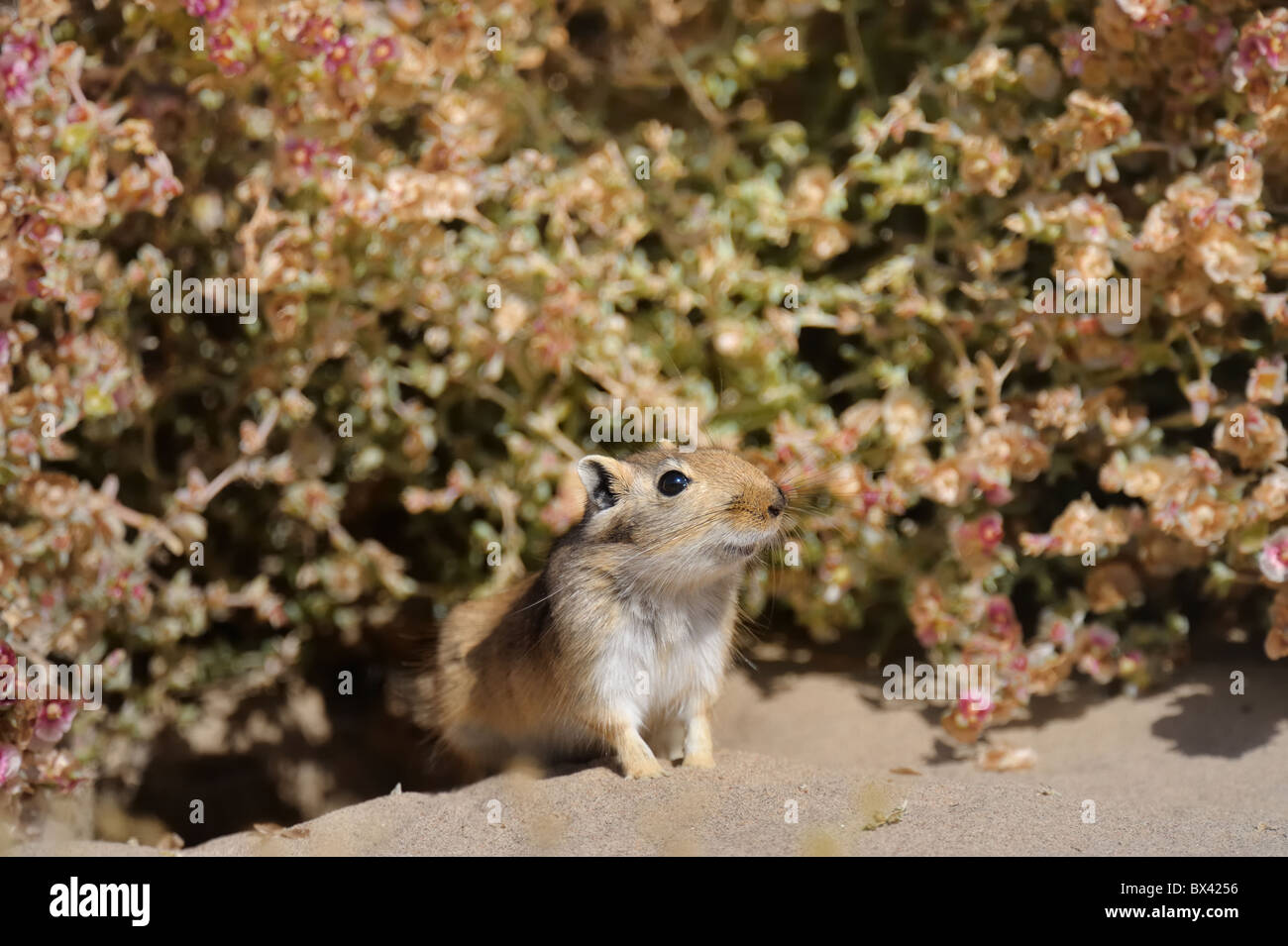 Great gerbil rhombomys opimus Fotos und Bildmaterial in hoher